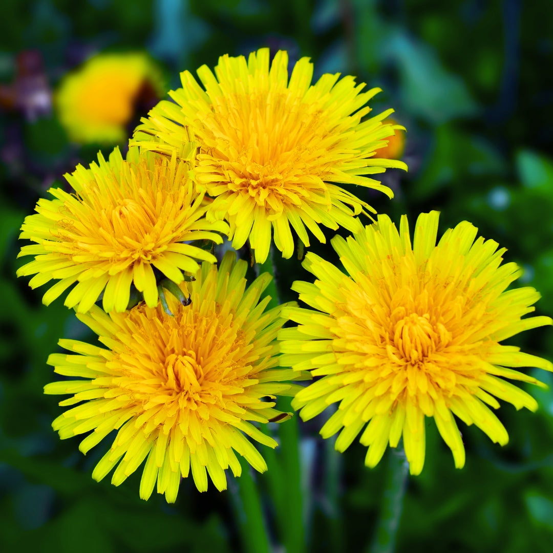 Wild Weed Lab with Folk herbalist Liz Faermark
