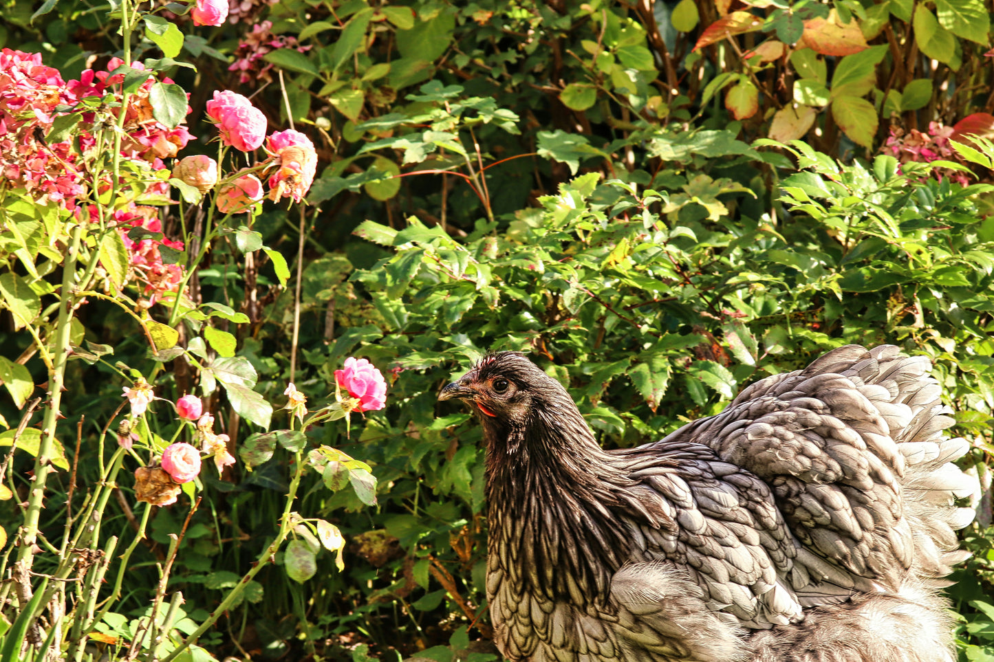 Discovering Chickens! Backyard chicken, egg study, and craft class!