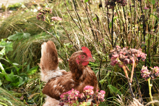 Discovering Chickens! Backyard chicken, egg study, and craft class!