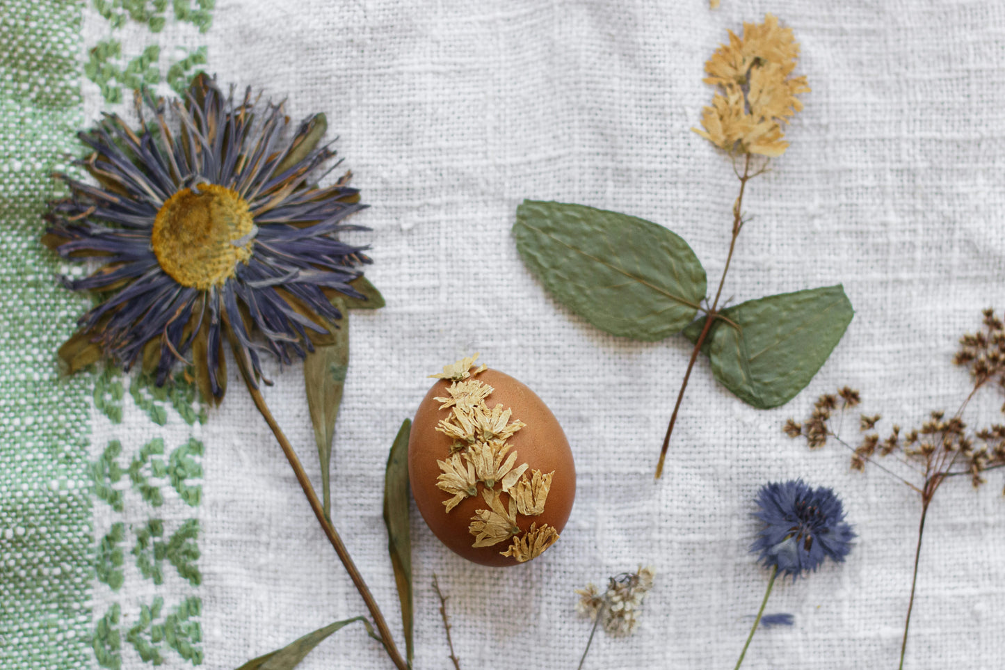 Discovering Chickens! Backyard chicken, egg study, and craft class!