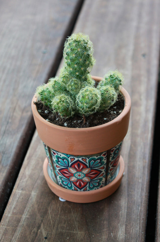 Planting and Painting Mexican Planters!